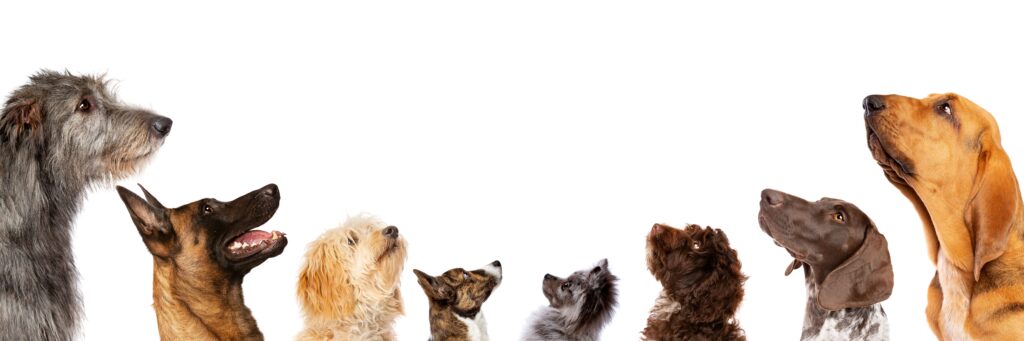 犬がいる生活TOP